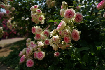 Light Pink Flower of Roses 'Mimi Eden' in Full Bloom
