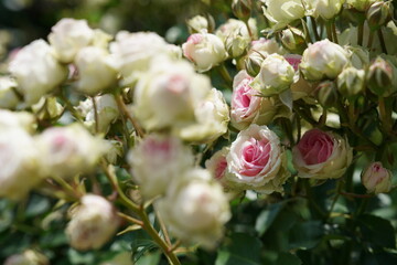 Light Pink Flower of Roses 'Mimi Eden' in Full Bloom
