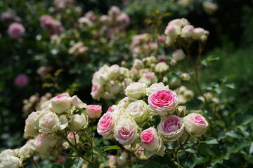 Light Pink Flower of Roses 'Mimi Eden' in Full Bloom
