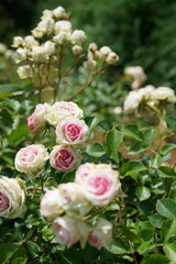 Light Pink Flower of Roses 'Mimi Eden' in Full Bloom
