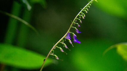Rhynchoglossum obliquum. Rhynchoglossum is a genus of plant in family Gesneriaceae