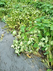 Taro is a root vegetable. It is the most widely cultivated species of several plants in the family Araceae