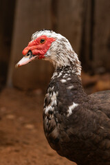 Portrait of a Duck