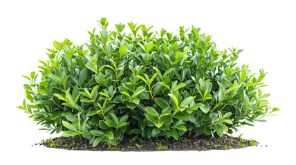 Lush green hedge with dense foliage, isolated on a white background. Perfect for landscape design and gardening projects.