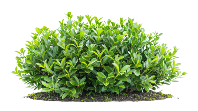 Lush green hedge with dense foliage, isolated on a white background. Perfect for landscape design and gardening projects.