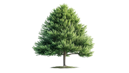 Vibrant green tree isolated on white background, showcasing lush foliage and a healthy natural appearance, perfect for nature-themed projects.
