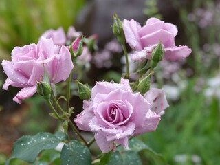 pink rose in garden