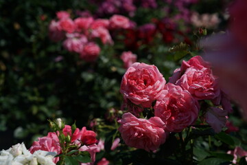 Pink Flower of Roses 'Magali' in Full Bloom
