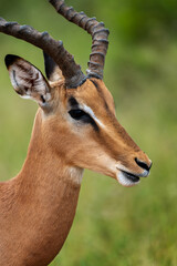 Closeup of an adult male impala in the Kruger National Park, South Africa