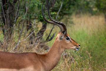 Adult male impala in the Kruger National Park, South Africa