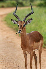 Adult male impala chewing leaves in the Kruger National Park, South Africa