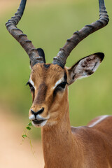 Closeup of an adult male impala chewing leaves in the Kruger National Park, South Africa