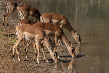 Female impala drinking at a waterhole in the Marakele National Park, South Africa
