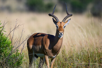 Male impala in the Pilanesberg National Park, South Africa
