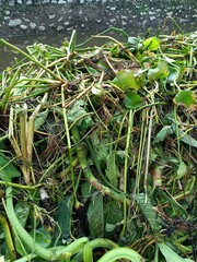 Pontederia crassipes, commonly known as common water hyacinth, is an aquatic plant native to South America