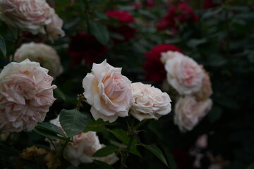 Faint Pink Flower of Roses 'Luminous Pillar' in Full Bloom
