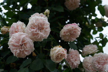 Faint Pink Flower of Roses 'Luminous Pillar' in Full Bloom
