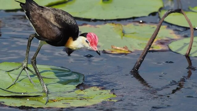 Comb-Crested Jacana (bird) walks on water by stepping on floating lily pads at wetland in the Northern Territory Australia