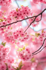 Obraz premium Beautiful floral spring abstract background of cherry blossoms. For easter and spring greeting cards with copy space