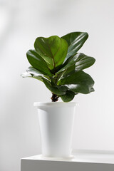 Fiddle leaf fig or Ficus lyrata in a white plastic pot.