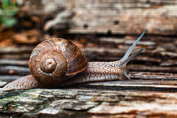Snail young with speed on the road background
