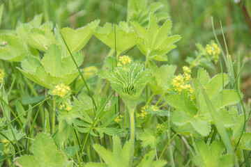 green plants in the meadow - Lady’s-mantle