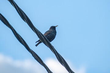 Blackbird sitting on an electricity cable
