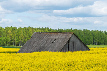 Rapeseedfield with roof and blue sky