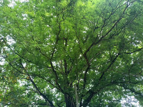 Tamarind is a leguminous tree bearing edible fruit that is indigenous to tropical Africa and naturalized in Asia. 