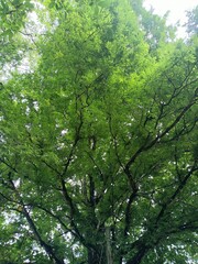 Tamarind is a leguminous tree bearing edible fruit that is indigenous to tropical Africa and naturalized in Asia. 