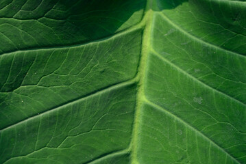 Green Philodendron leaves texture, Nature background