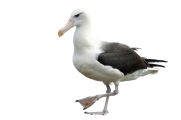 Soaring Albatross Isolated on Transparent Background