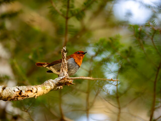 森の中で静かに枝に留まっているコマドリの雄