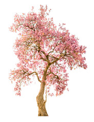 Blooming Pink Tree on White Background