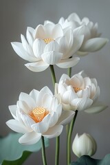 Obraz premium Elegant white lotus flowers in bloom with a soft focus background, showcasing natural beauty and serene tranquility in nature.