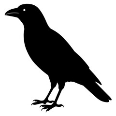 crow on white background