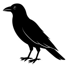 crow on a white background