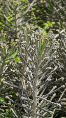 Kalanchoe delagoensis known as Bryophyllum delagoense or mother of millions or chandelier plant