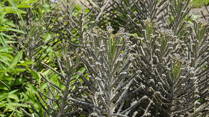 Kalanchoe delagoensis known as Bryophyllum delagoense or mother of millions or chandelier plant