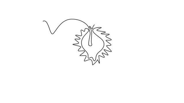 Self drawing animation of single line draw half sliced of healthy organic apricot for orchard logo identity. Fresh fruitage concept for fruit garden icon. Continuous line draw. Full length animated