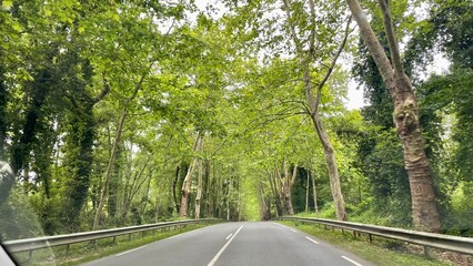 Obraz premium road in the forest