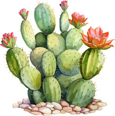 Watercolor cactus clipart design illustration