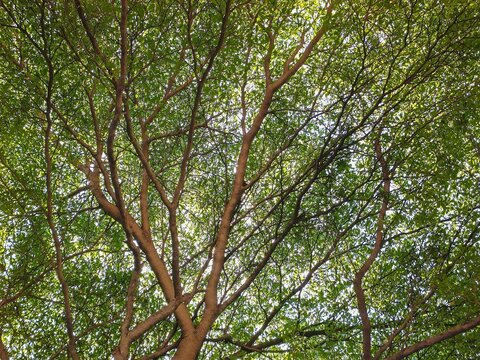 Ivory Coast almond, Black Afara, large dry deciduous tree