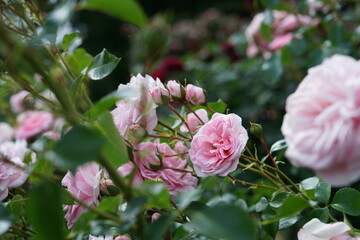 Light Pink Flower of Roses 'Home & Garden' in Full Bloom
