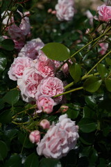 Light Pink Flower of Roses 'Home & Garden' in Full Bloom
