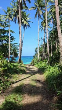 A path between coconut trees on the beach. The footpath to the beach is surrounded by coastal plants or vegetation.