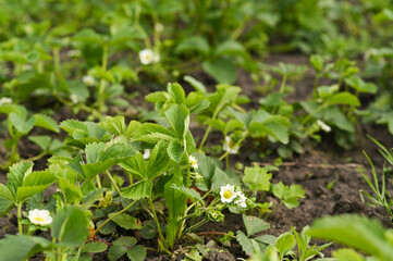 strawberries bloom in the garden. close-up