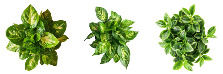 Top View of Houseplant Set Isolated on Transparent or White Background, PNG