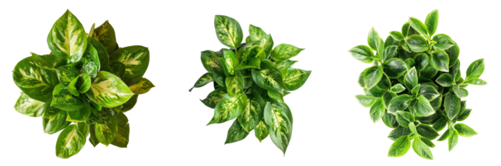 Top View of Houseplant Set Isolated on Transparent or White Background, PNG