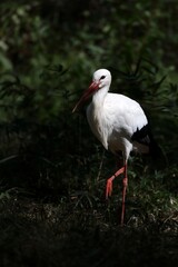 歩いているシュバシコウ